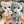 Farm animals